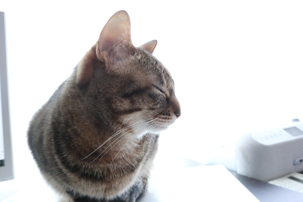 うたた寝