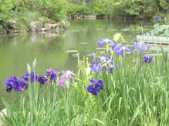 東行庵「多彩な菖蒲の花」