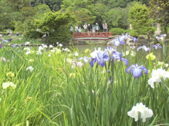 下関市「東行庵」菖蒲