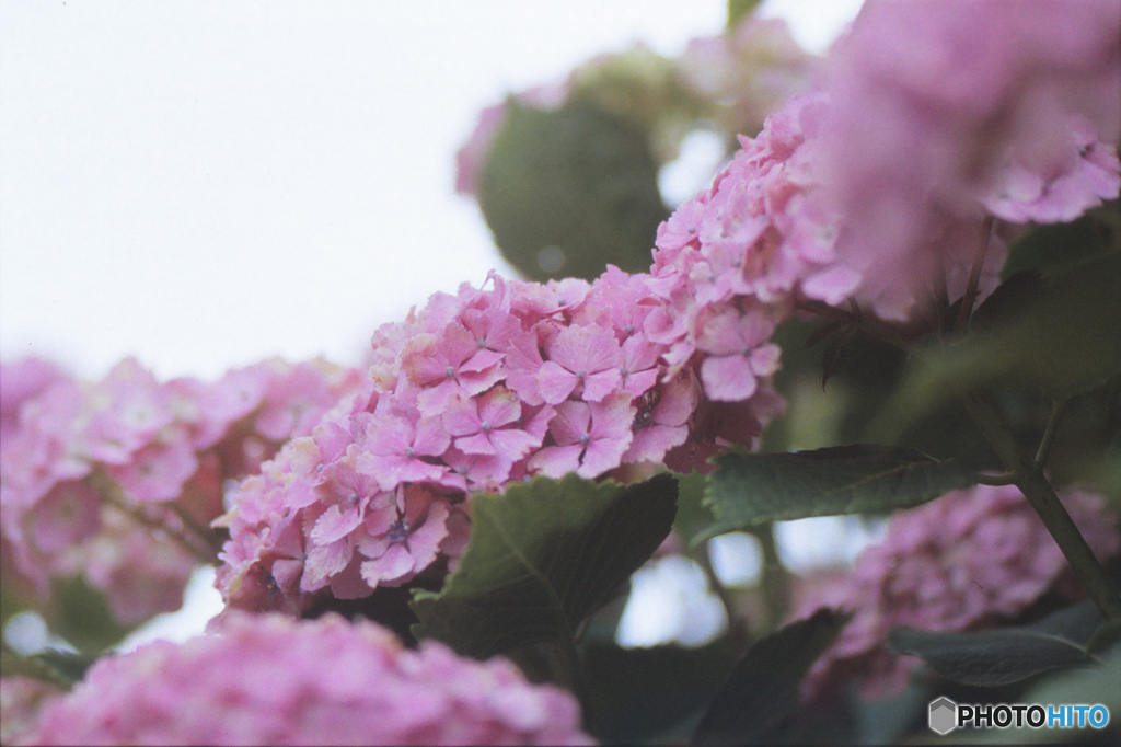紫陽花