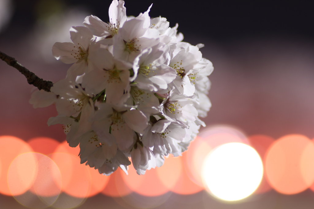 桜一房