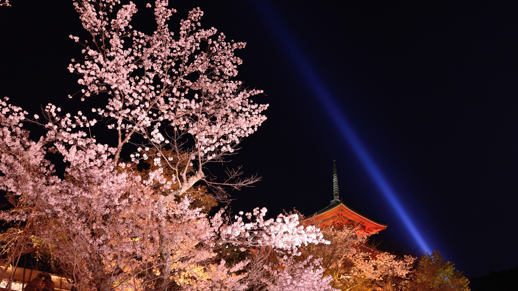 清水寺１　夜桜