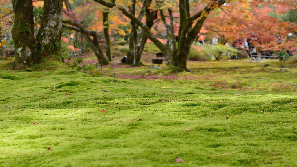 宝厳院１　苔の海原、紅葉がひらり