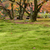 宝厳院１　苔の海原、紅葉がひらり