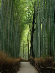 竹林の道３
