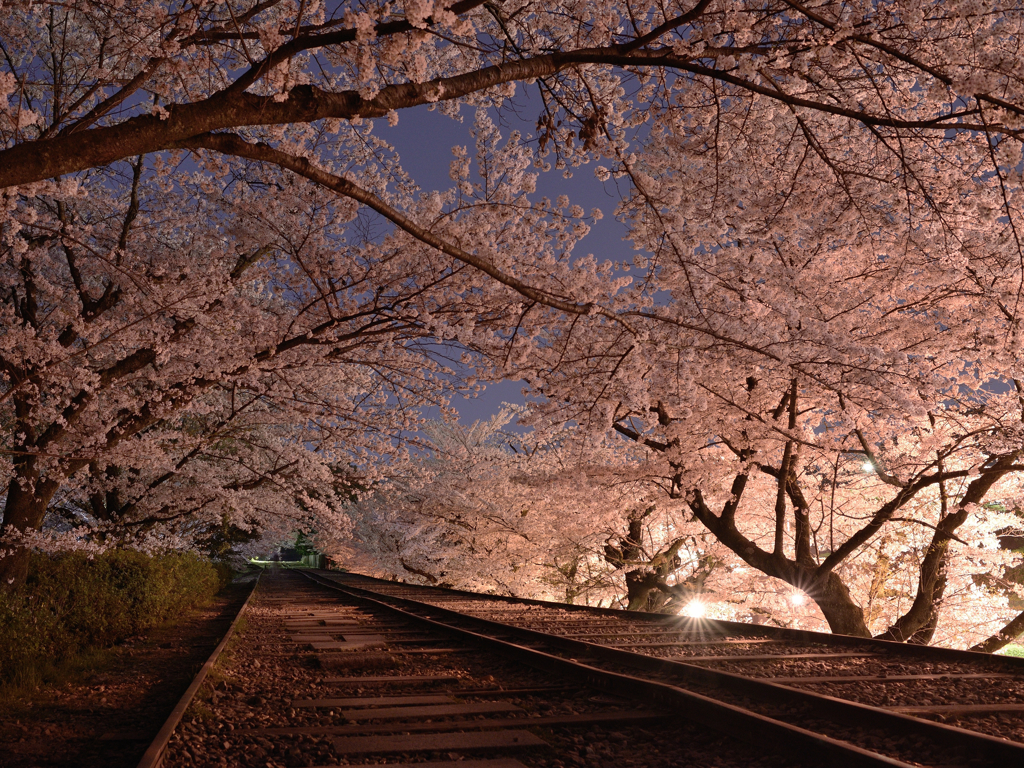 蹴上インクライン 夜桜 By Hidamari Id 写真共有サイト Photohito