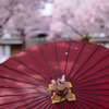 桜添え