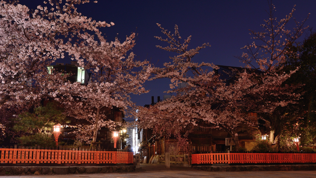 祇園白川、巽橋に咲く夜桜