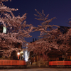 祇園白川、巽橋に咲く夜桜