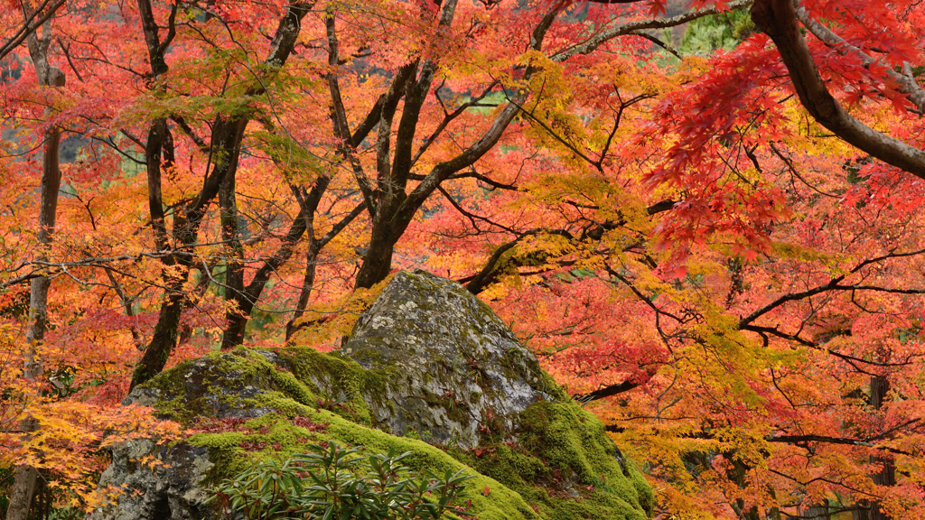 宝厳院２　獅子岩