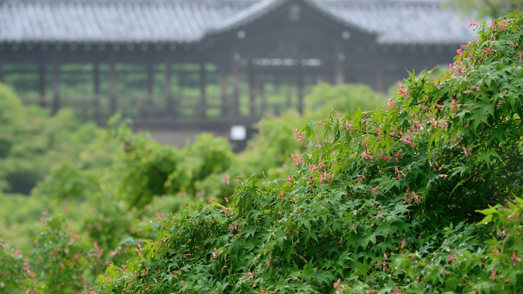 東福寺１　～新緑の京都シリーズ～