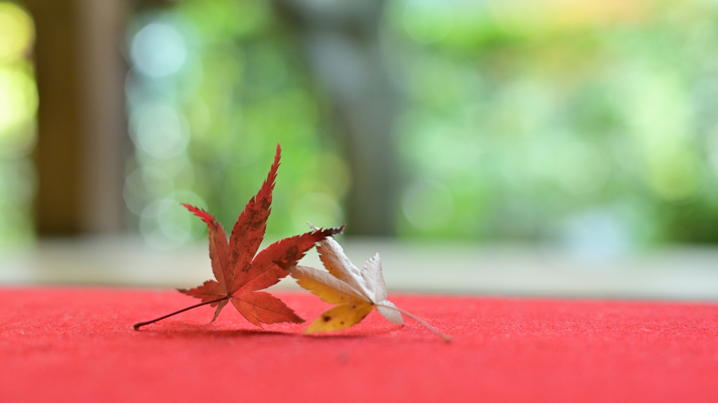 紅一点３