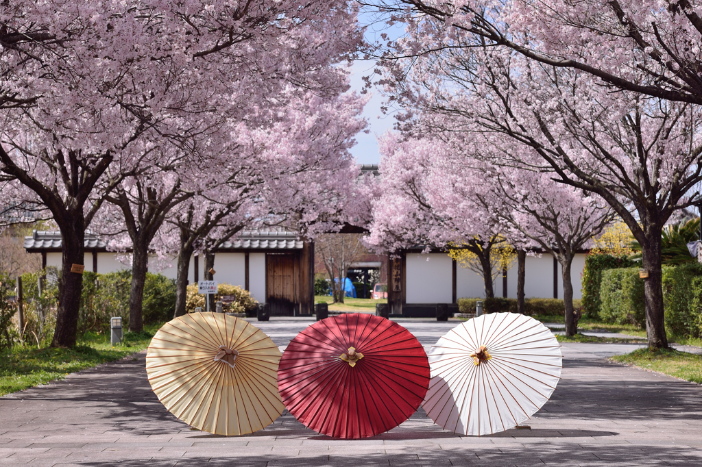 桜トンネル