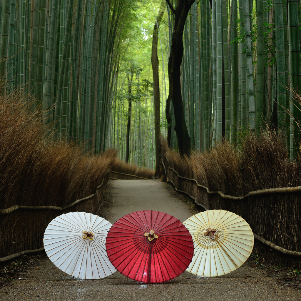 竹林の道４　～初秋の京都シリーズおしまい～