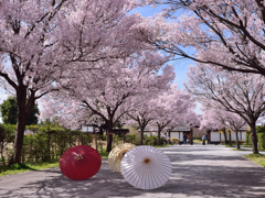 桜、はじめました