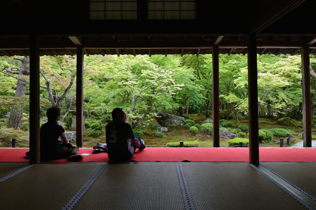 新緑の圓光寺