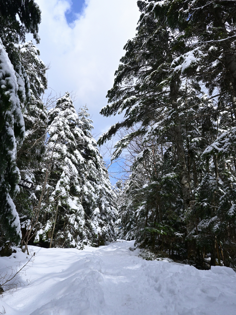 寄り道２　新雪の森