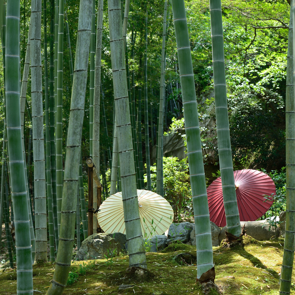 常寂光寺３