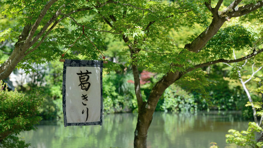 永観堂５　木陰