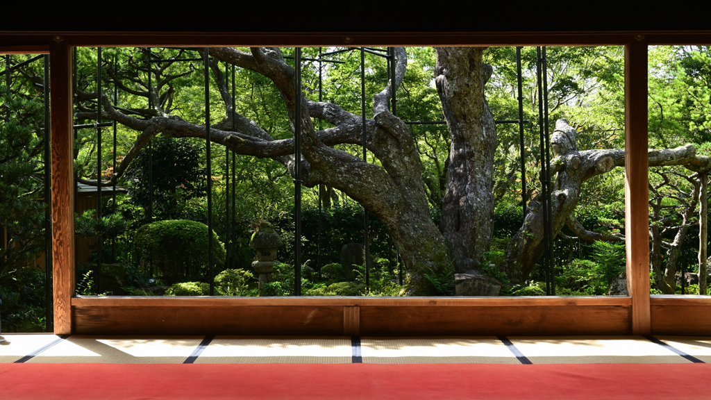 宝泉院１