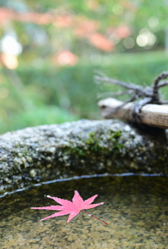 紅一点２