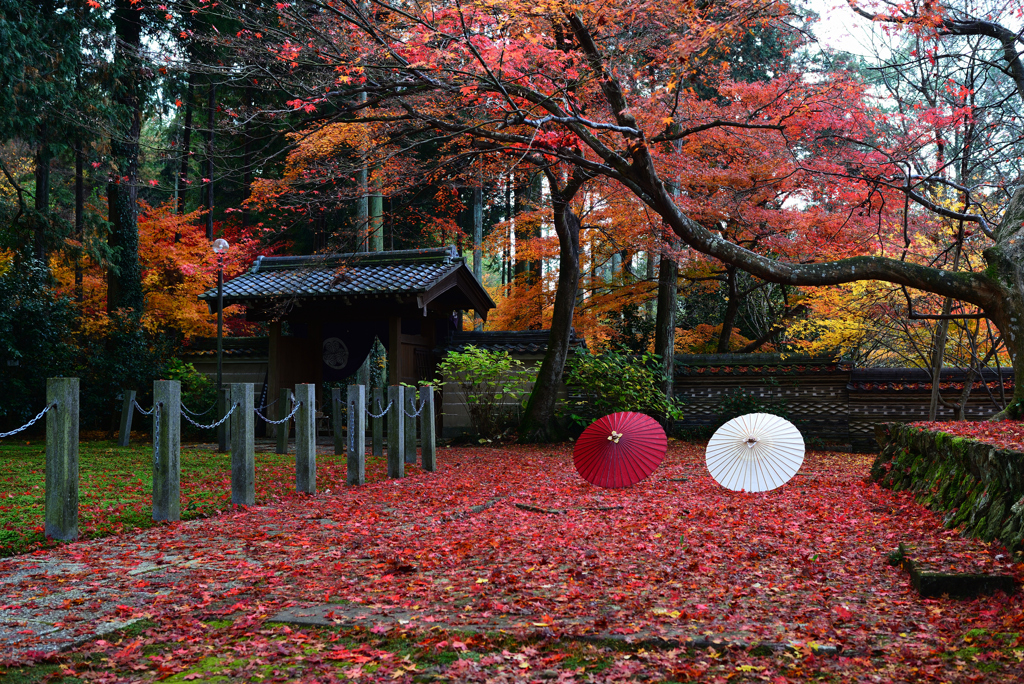 蔵出し　紅葉じゅうたん１