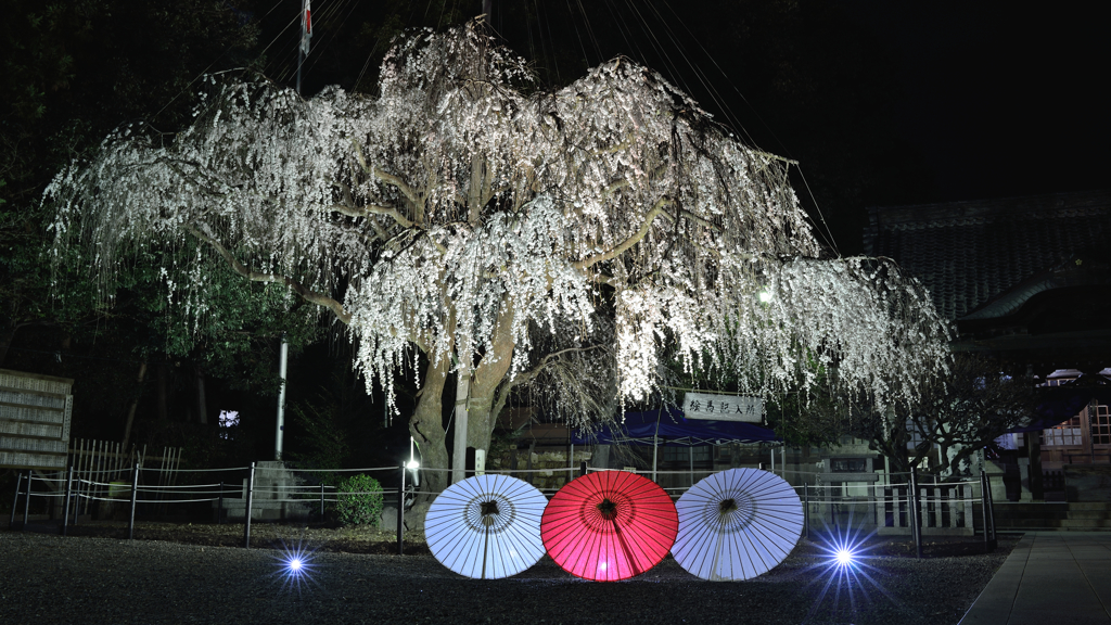 夜桜も、はじめました