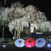 夜桜も、はじめました