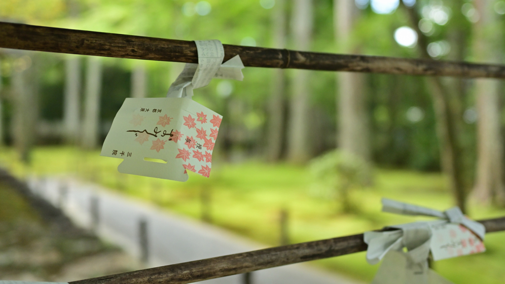 三千院３　おみくじ