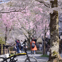 ポタリング　～桜咲く京都～