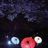 夜桜撮影会