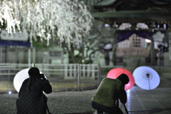 今宵、二人の夜桜ナイト