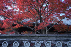 紅葉見頃の京都