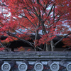 紅葉見頃の京都