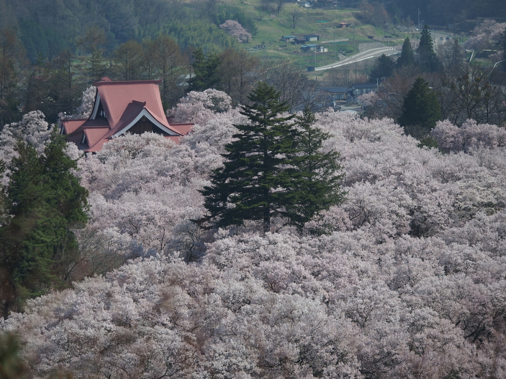 高遠の桜