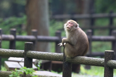 散歩中に見かけた猿