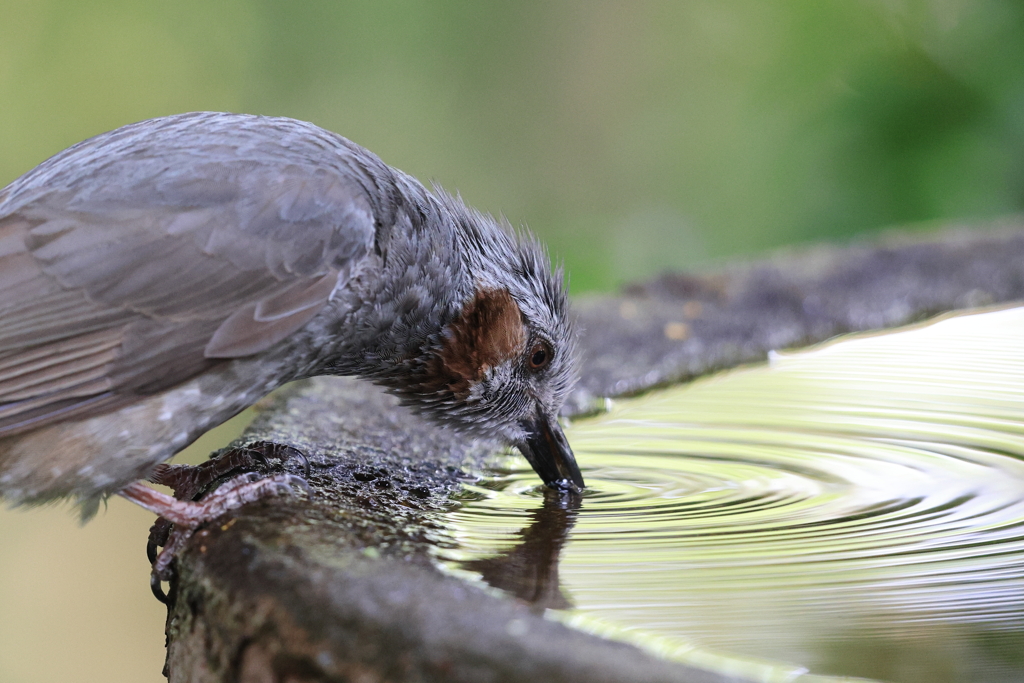 水を飲むヒヨドリ