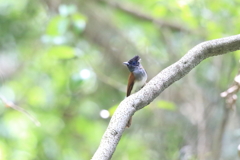 サンコウチョウ