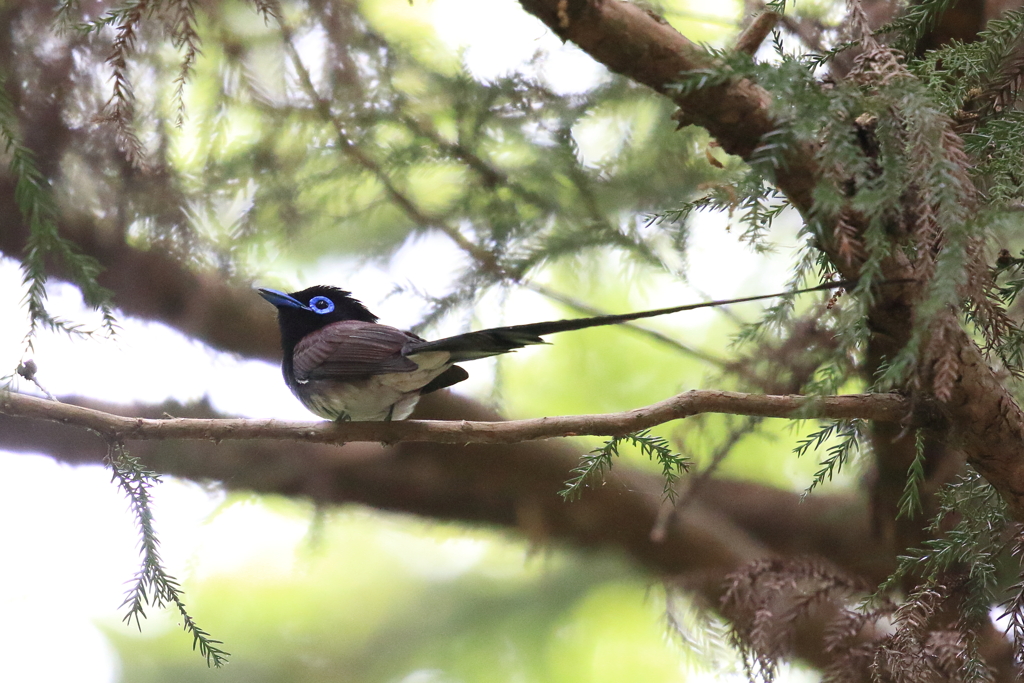 散歩中に見かけたサンコウチョウ