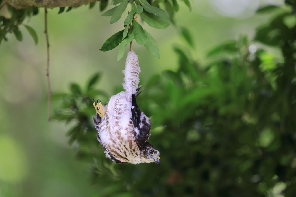 逆さ吊りのツミ幼鳥