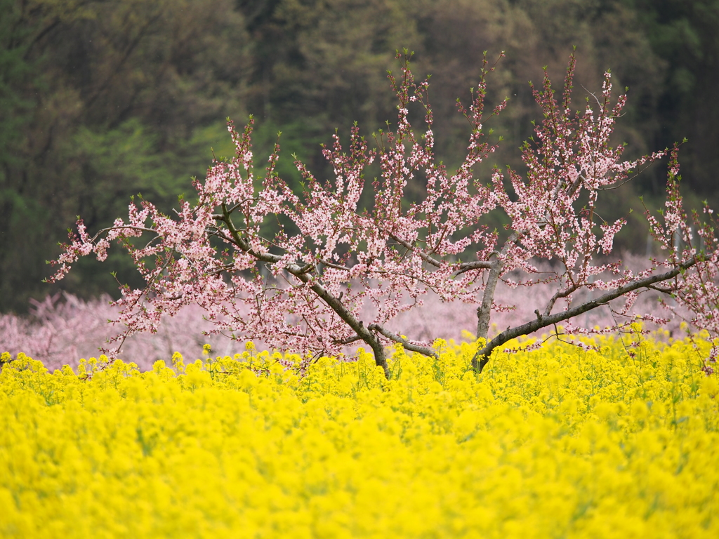 笛吹の桃
