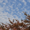 秋空