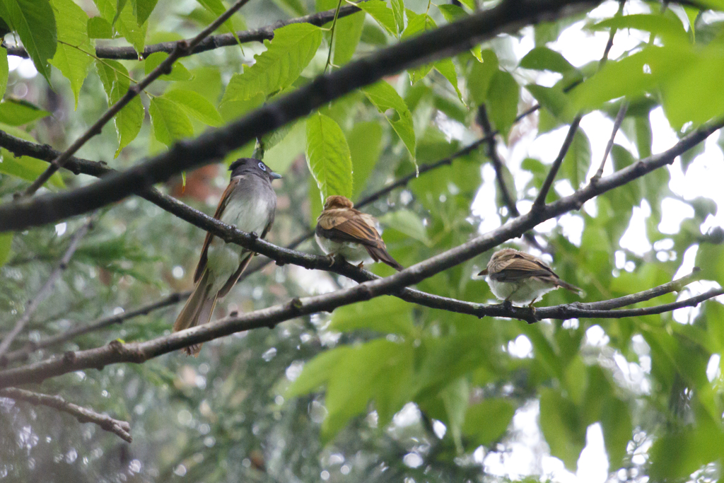 散歩中に見かけたサンコウチョウ ④