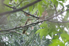 散歩中に見かけたサンコウチョウ ⑤