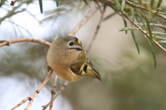 Goldcrest