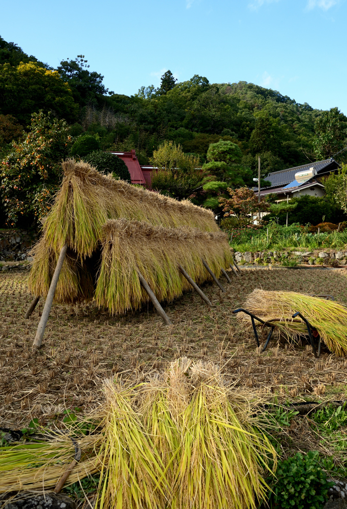 農村の秋