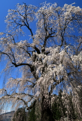 水中のしだれ桜