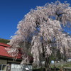 中塩のしだれ桜