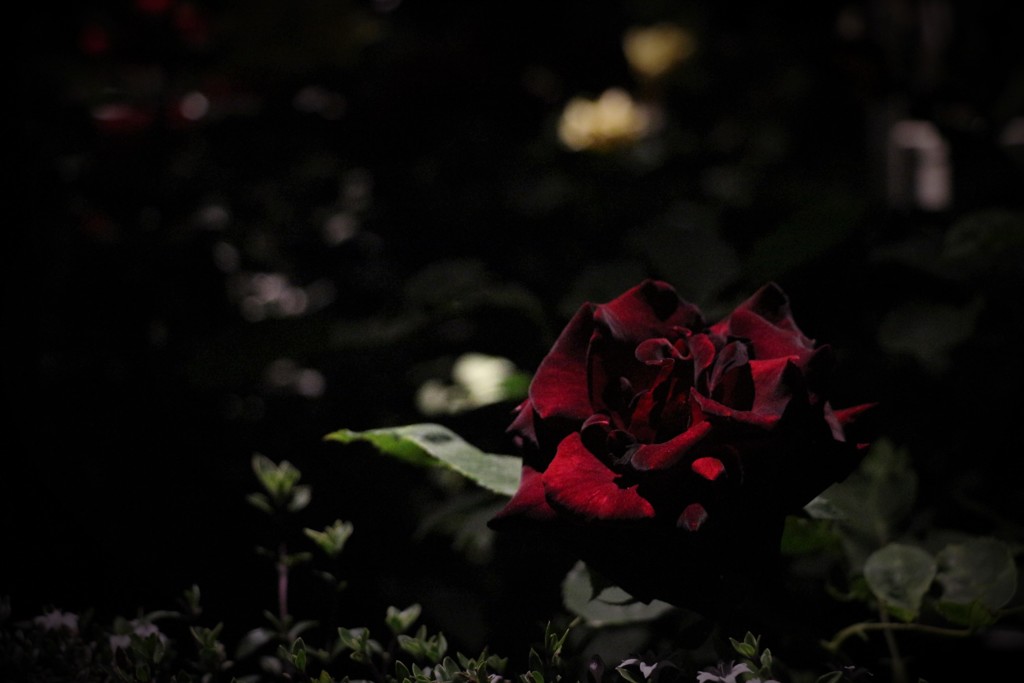 深みのある深紅