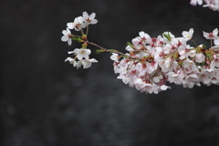 目黒川の桜2017